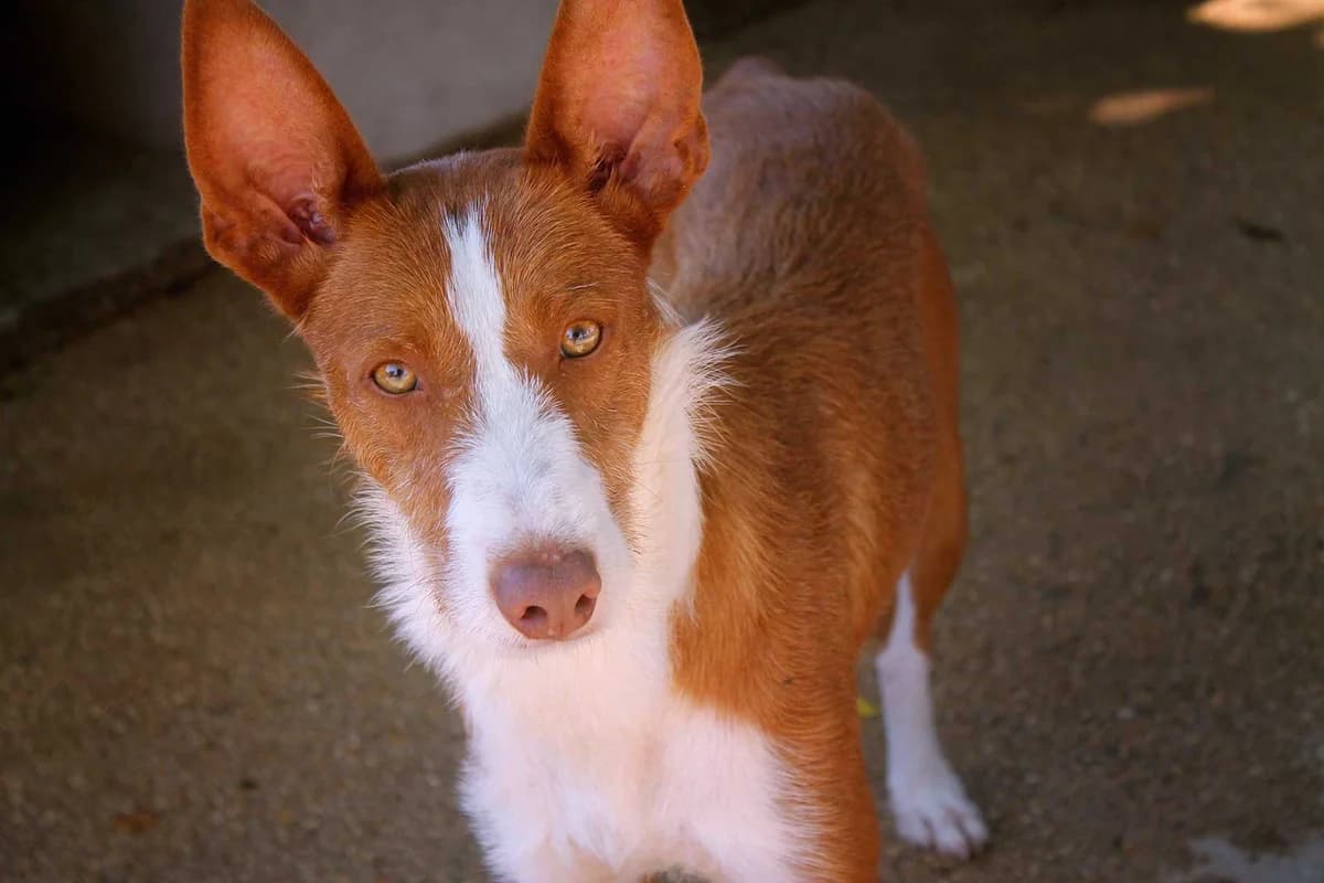 Coto, male 6yo Mixed Breed for adoption at Tierschutz Pur e.V., Kettershausen