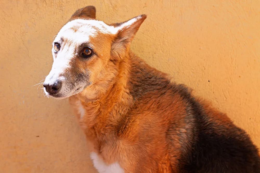 Dero, male 5yo Mixed Breed for adoption at Tierschutz Pur e.V., Kettershausen