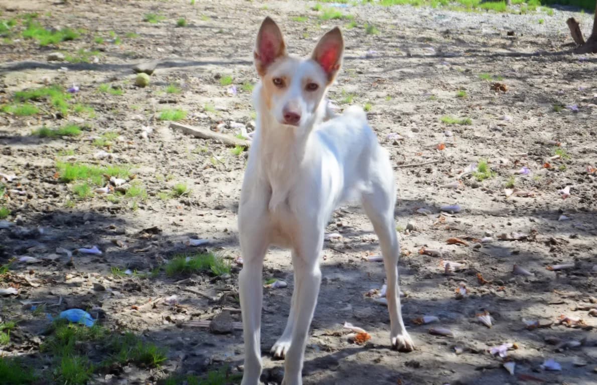 Emma, female Mixed Breed for adoption at Tierschutz Pur e.V., Kettershausen