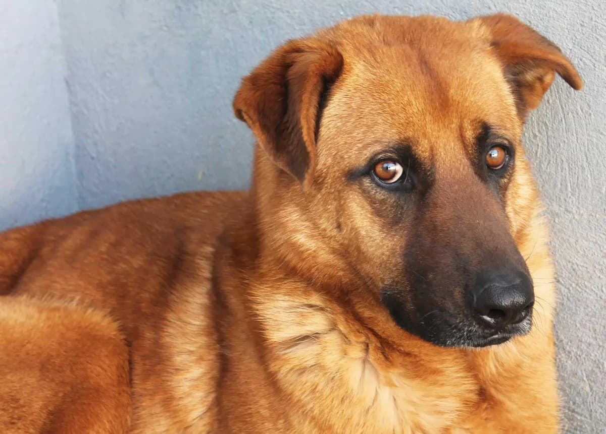 Jackson, male puppy Mixed Breed for adoption at Tierschutz Pur e.V., Kettershausen