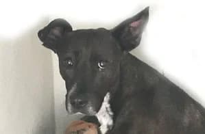 Negrita, female Mixed Breed for adoption at Tierschutz Pur e.V., Kettershausen