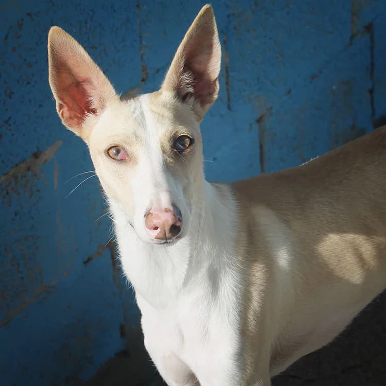 Tic, male 4yo Mixed Breed for adoption at Tierschutz Pur e.V., Kettershausen