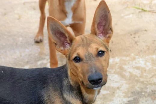 Paul, male puppy Mixed Breed for adoption at Tierschutz Pur e.V., Kettershausen