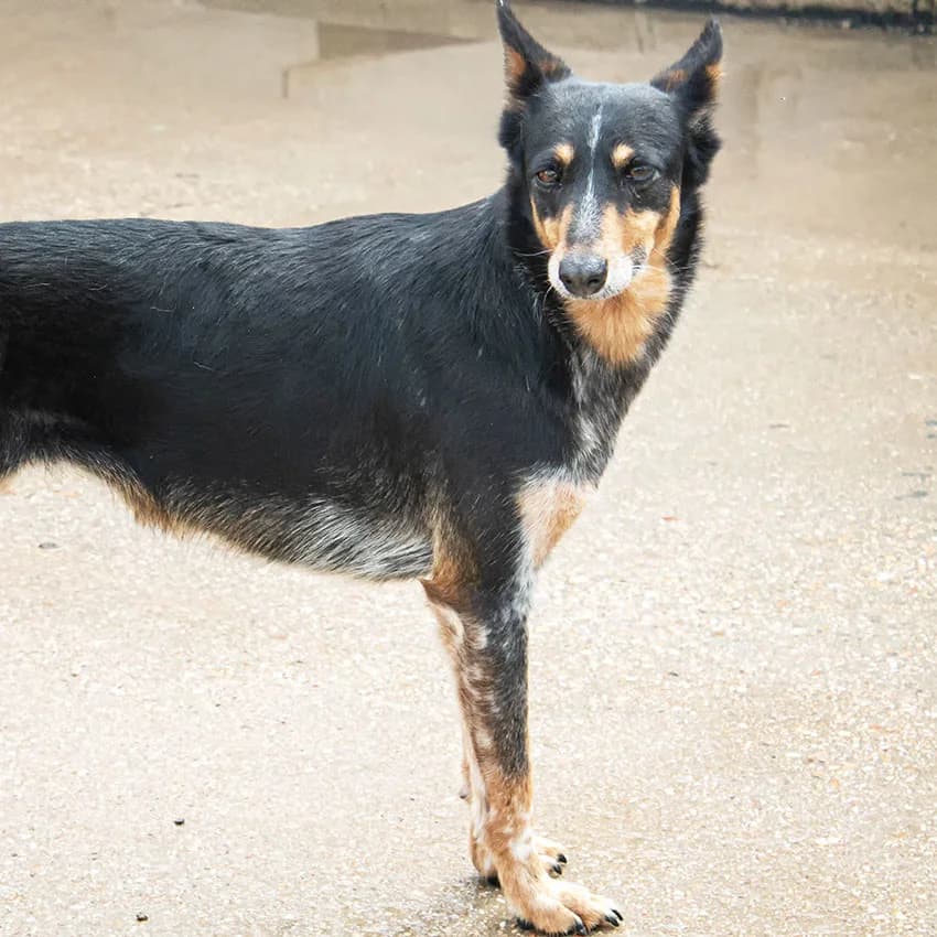 Aitana, female puppy Mixed Breed for adoption at Tierschutz Pur e.V., Kettershausen