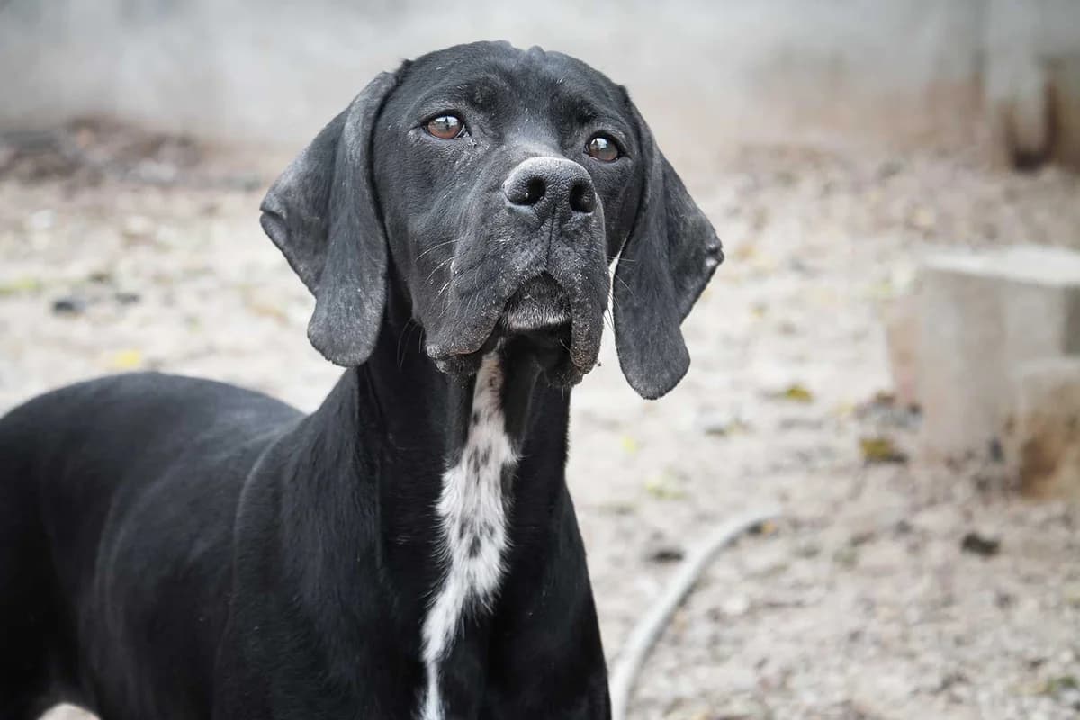 Harley, female Mixed Breed for adoption at Tierschutz Pur e.V., Kettershausen