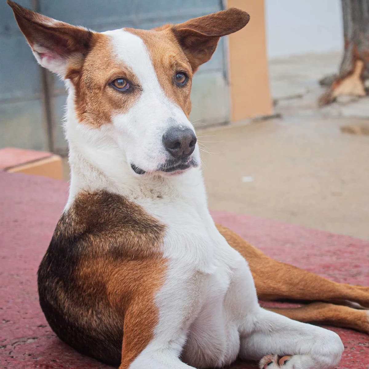 Foxy, male 3yo Mixed Breed for adoption at Tierschutz Pur e.V., Kettershausen