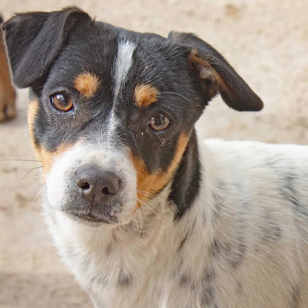 Nero, male Mixed Breed for adoption at Tierschutz Pur e.V., Kettershausen