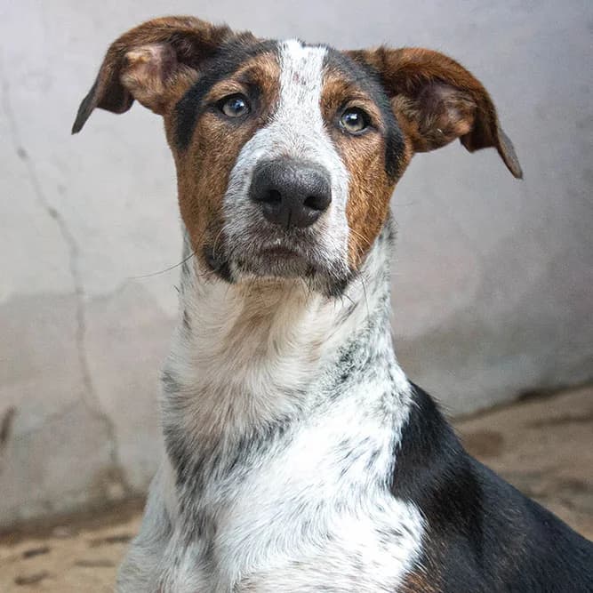 Poppins, male puppy Mixed Breed for adoption at Tierschutz Pur e.V., Kettershausen