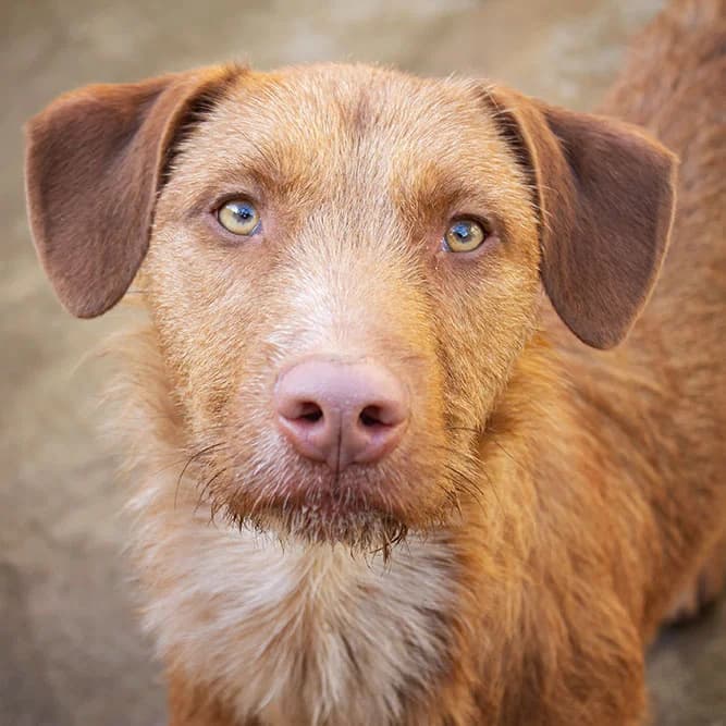 Angus, male puppy Mixed Breed for adoption at Tierschutz Pur e.V., Kettershausen