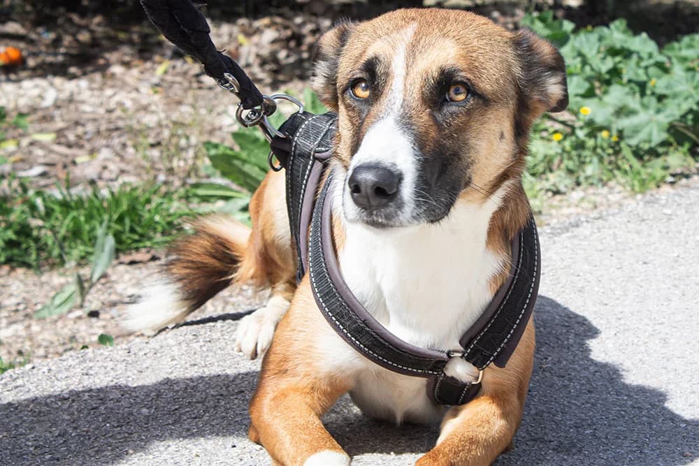 Ghana, female Mixed Breed for adoption at Tierschutz Pur e.V., Kettershausen