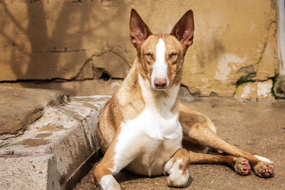 Nuir, male Mixed Breed for adoption at Tierschutz Pur e.V., Kettershausen