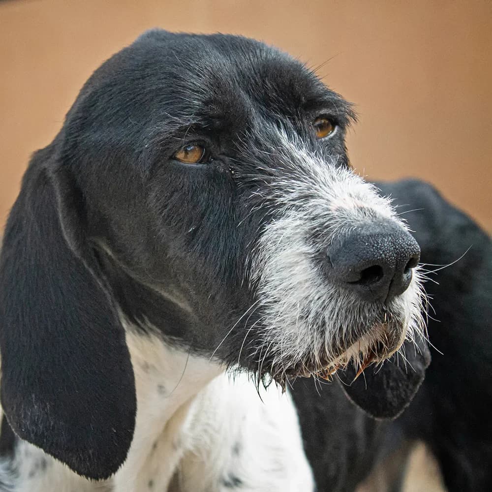 Beka, female Mixed Breed for adoption at Tierschutz Pur e.V., Kettershausen