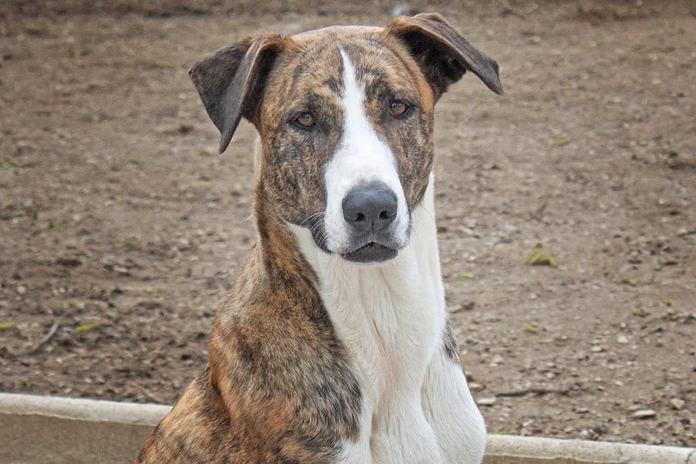 Gin, Mixed Breed (Tierschutz Pur e.V.)