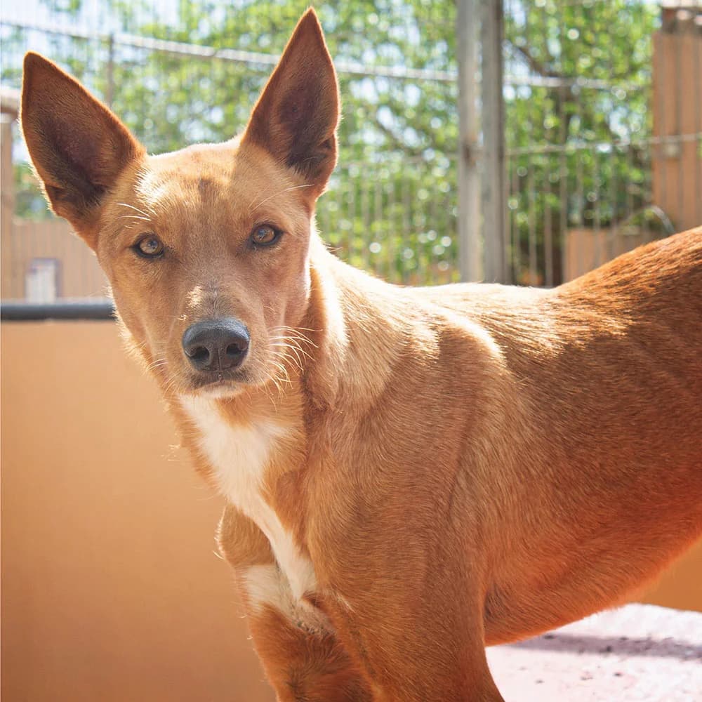 Phoenix, Mixed Breed (Tierschutz Pur e.V.)