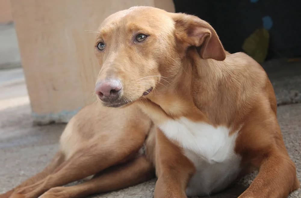 Roget, Mixed Breed (Tierschutz Pur e.V.)