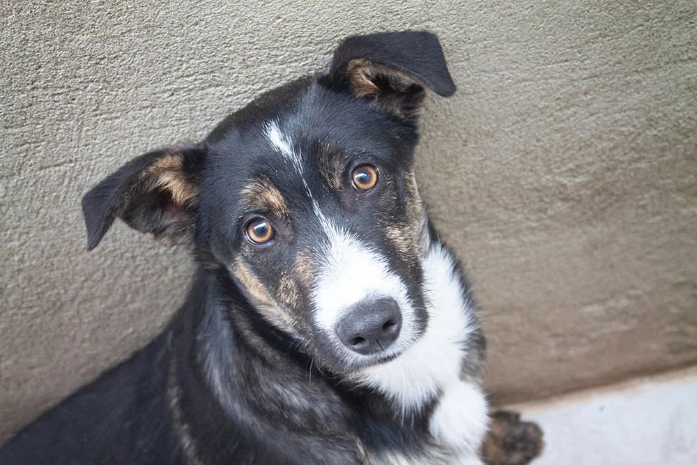 Sua, Mixed Breed (Tierschutz Pur e.V.)
