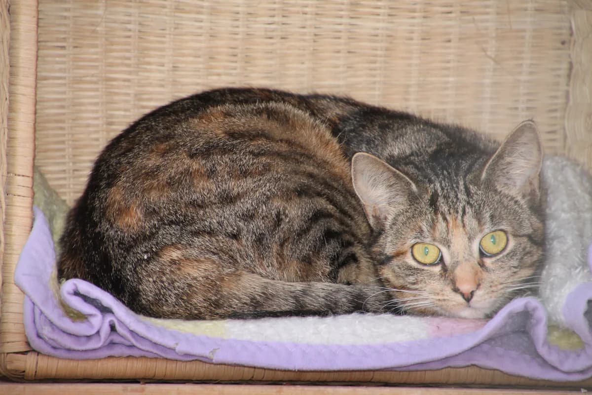 Gretchen, female European Shorthair for adoption at Tierschutz Schwarzenbek
