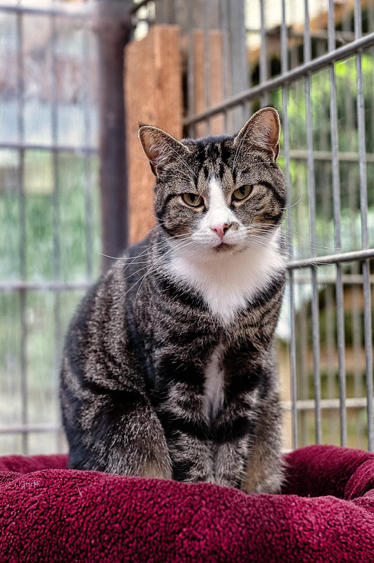 Fiona, female 6yo European Shorthair for adoption at Tierschutz Schwarzenbek