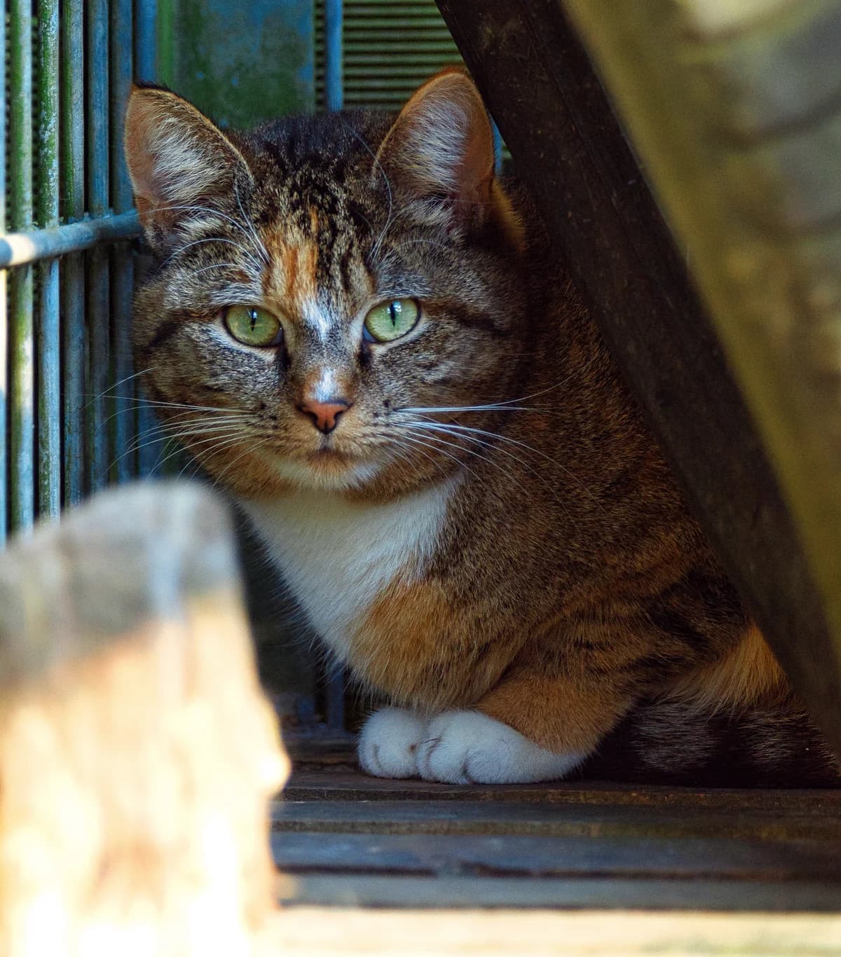 Nancy, female European Shorthair for adoption at Tierschutz Schwarzenbek
