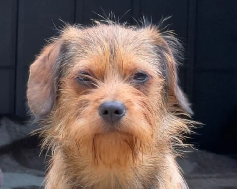 Antonella, Mixed Breed (Tierschutz-Team e.V.)