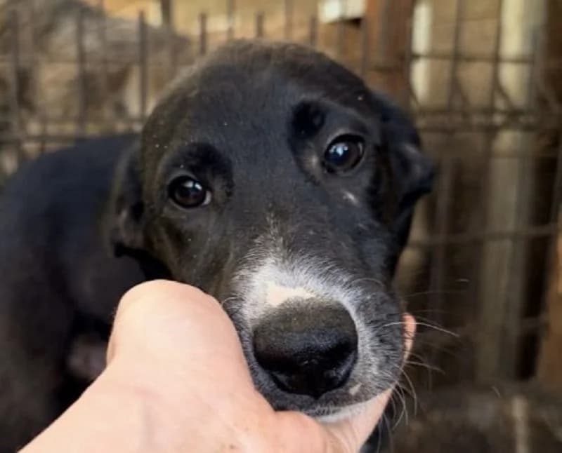 Arno, male puppy Mixed Breed for adoption at Tierschutz-Team e.V.