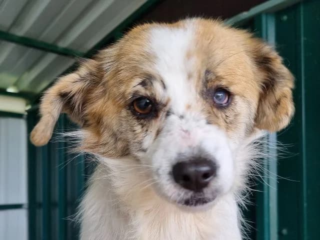 Banana, Mixed Breed (Tierschutz-Team e.V.)