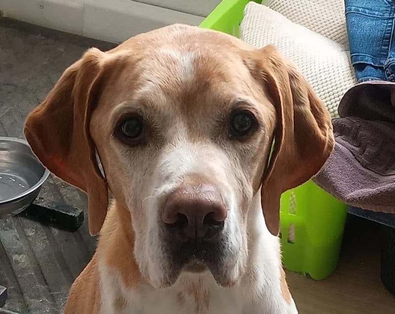 Beau, male Labrador Retriever for adoption at Tierschutz-Team e.V.
