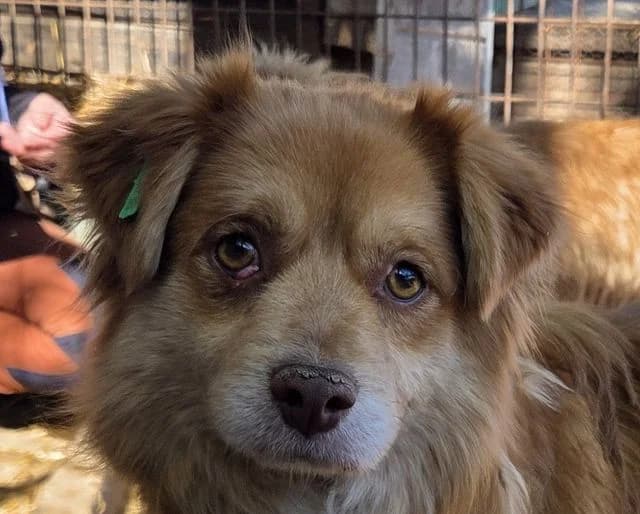 Benny, male Mixed Breed for adoption at Tierschutz-Team e.V.