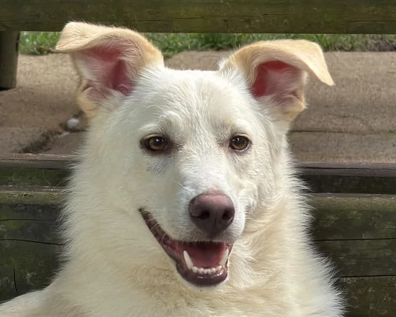 Blanco, weiß male Mixed Breed for adoption at Tierschutz-Team e.V.