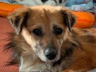 Didrik, Mixed Breed (Tierschutz-Team e.V.)
