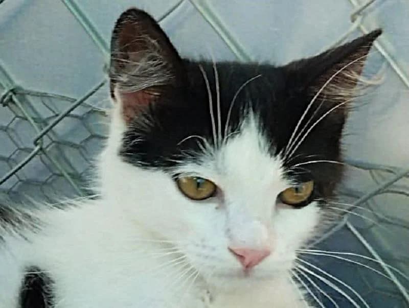 Dunja, mixed breed for adoption at Tierschutz-Team e.V.