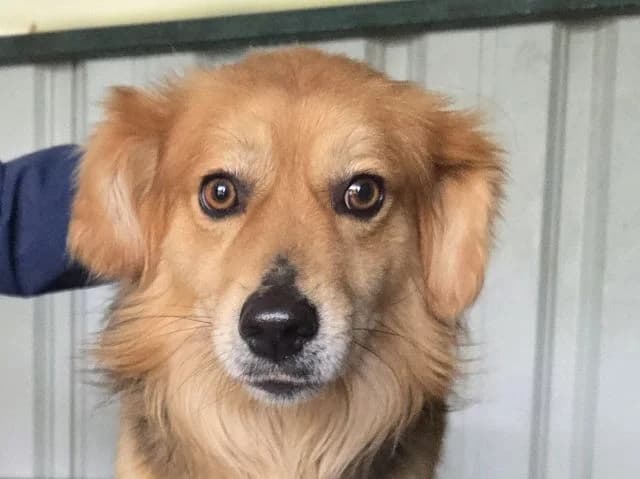 Flick, Mixed Breed (Tierschutz-Team e.V.)
