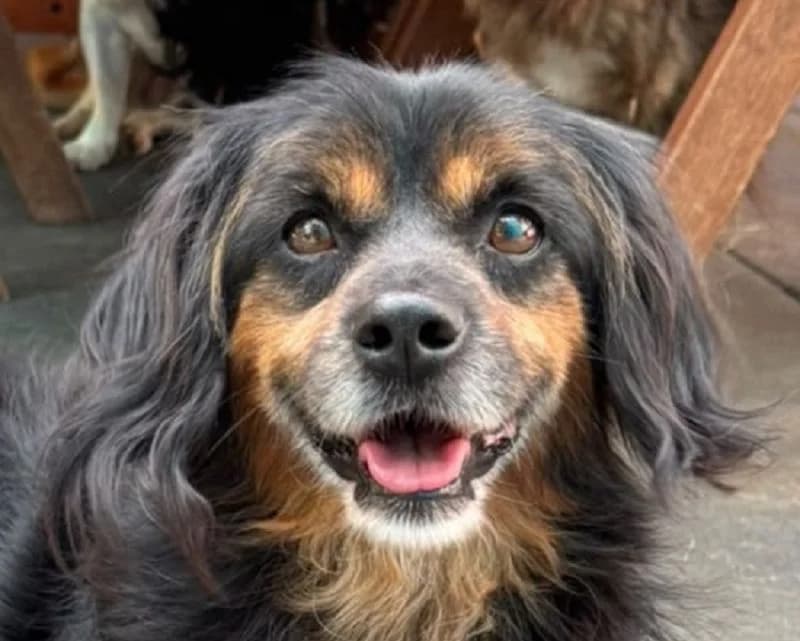 Flip, male Mixed Breed for adoption at Tierschutz-Team e.V.