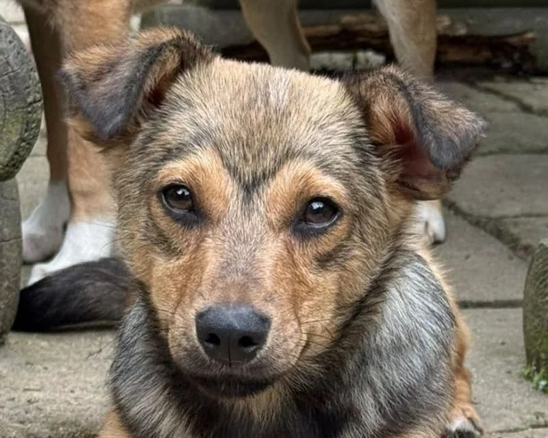 Flo, male puppy Mixed Breed for adoption at Tierschutz-Team e.V.