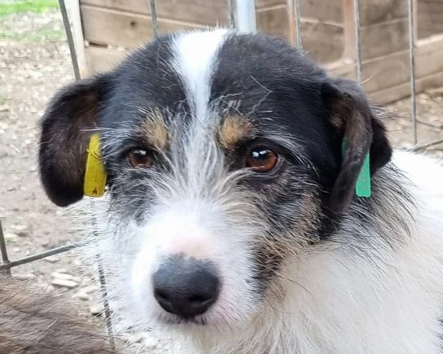 Florence, female Mixed Breed for adoption at Tierschutz-Team e.V.