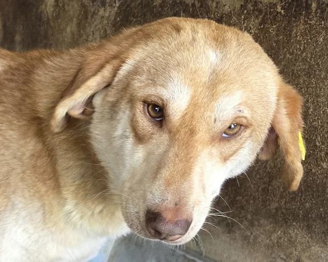 Ghandi, male Mixed Breed for adoption at Tierschutz-Team e.V.