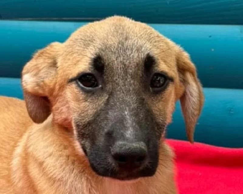 Hagrid, male puppy Mixed Breed for adoption at Tierschutz-Team e.V.