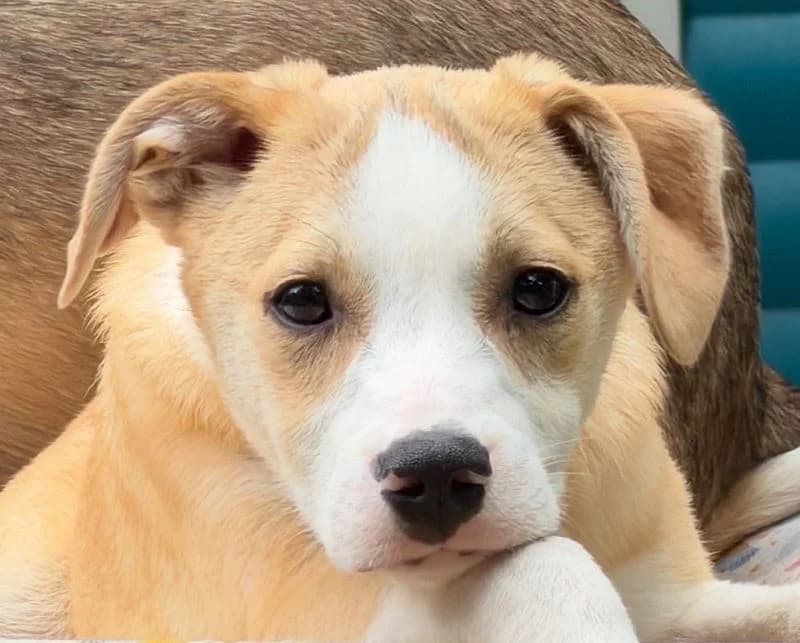 Hannes, male Mixed Breed for adoption at Tierschutz-Team e.V.