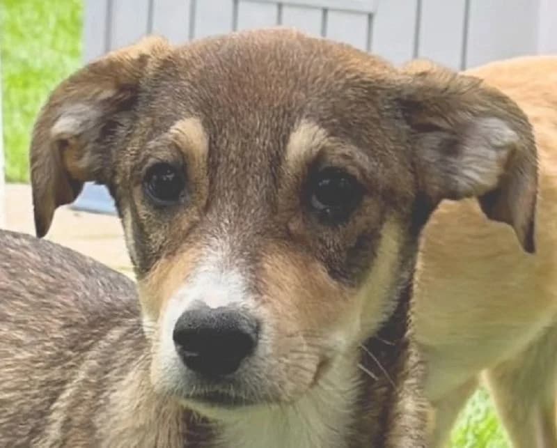Hazel, female Mixed Breed for adoption at Tierschutz-Team e.V.