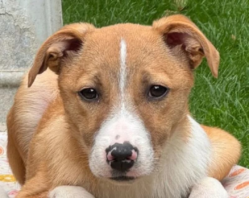 Heiner, male puppy Mixed Breed for adoption at Tierschutz-Team e.V.