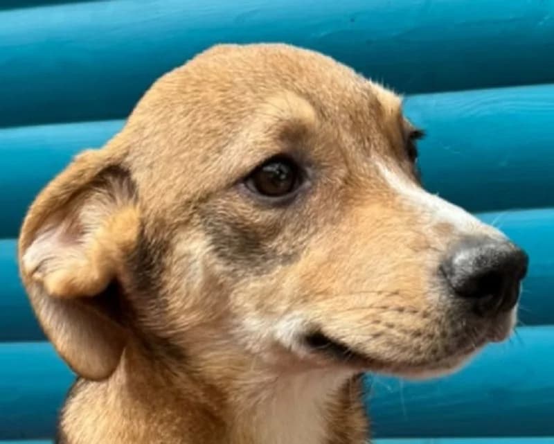 Henry, male Mixed Breed for adoption at Tierschutz-Team e.V.