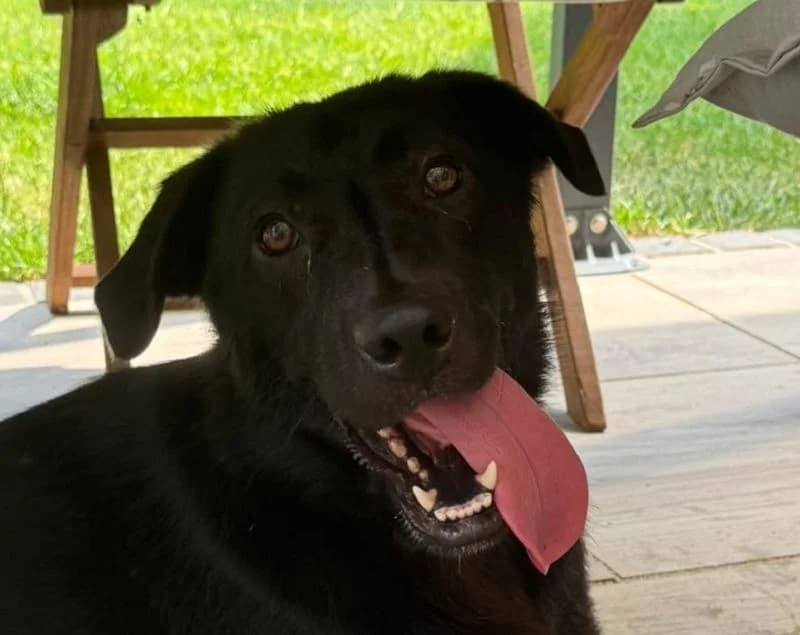 Jamie, male Labrador Retriever for adoption at Tierschutz-Team e.V.