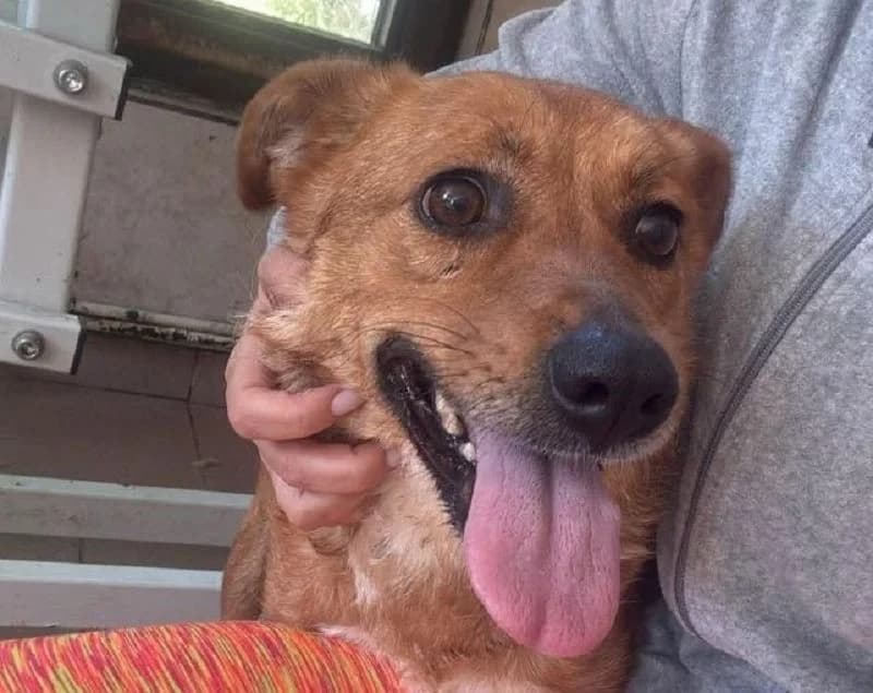 Jody, female Mixed Breed for adoption at Tierschutz-Team e.V.