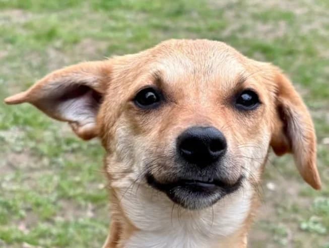 Kara, female Mixed Breed for adoption at Tierschutz-Team e.V.