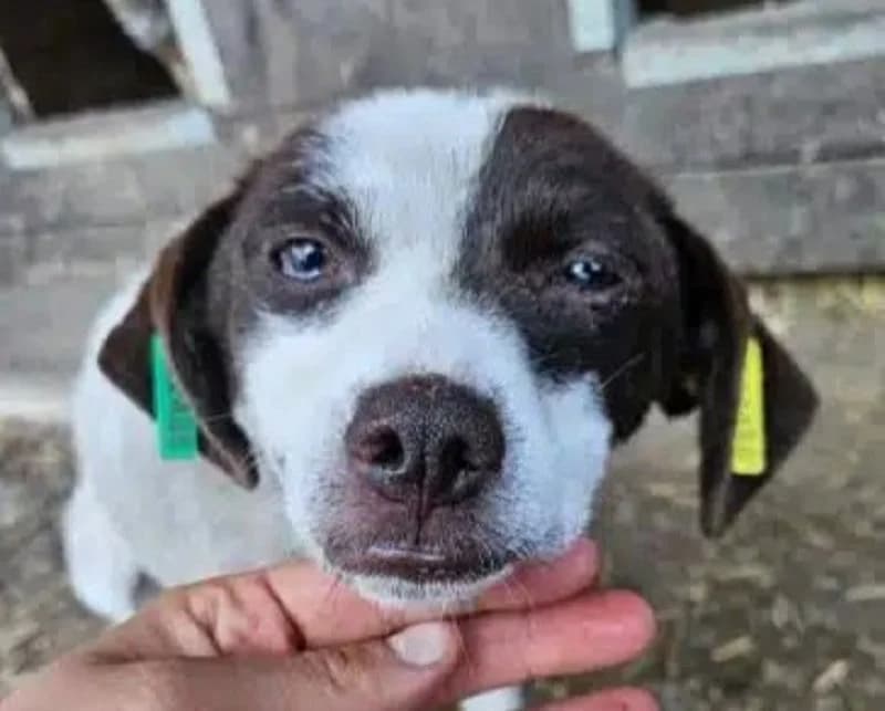 Khalani, female Mixed Breed for adoption at Tierschutz-Team e.V.