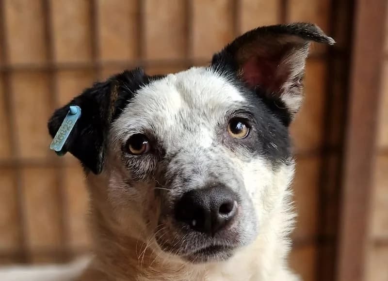 Kobold, male Mixed Breed for adoption at Tierschutz-Team e.V.