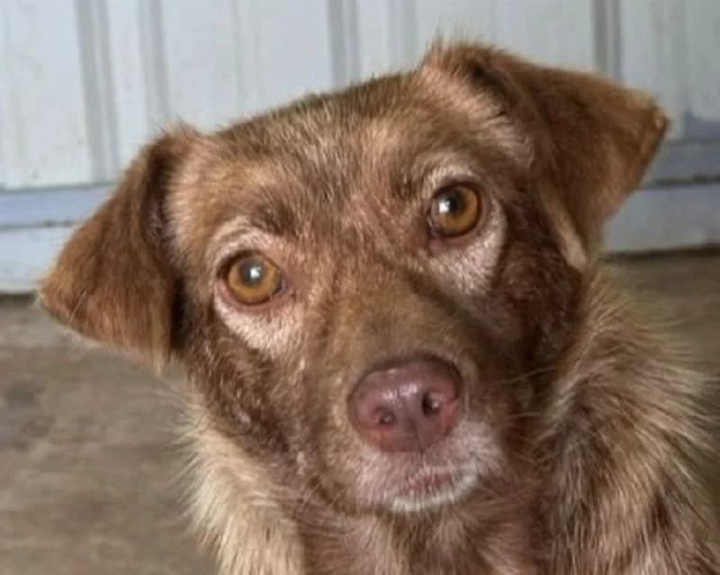 Lilly, female Mixed Breed for adoption at Tierschutz-Team e.V.