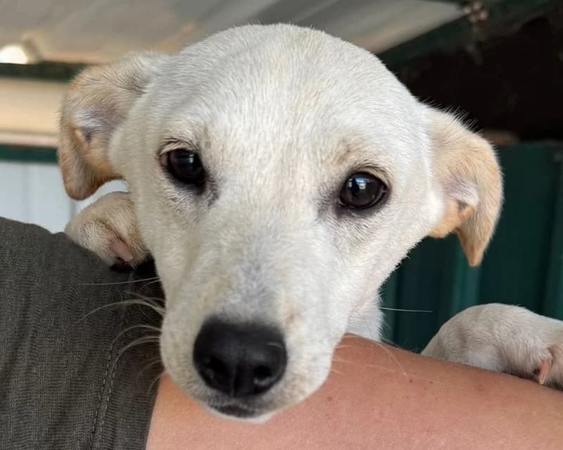 Luna, female Mixed Breed for adoption at Tierschutz-Team e.V.