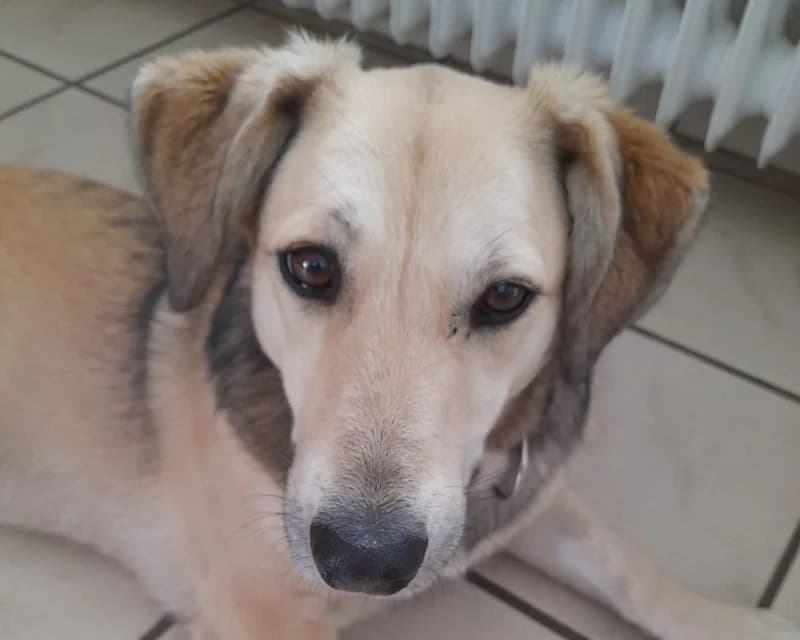Mable, Mixed Breed (Tierschutz-Team e.V.)