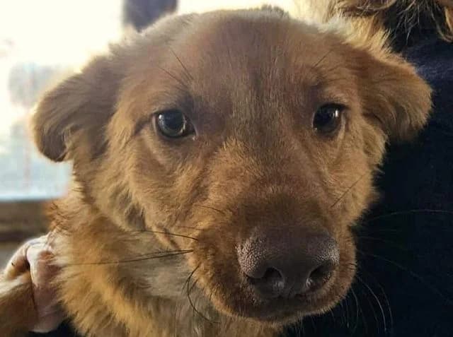 Manolo, male Mixed Breed for adoption at Tierschutz-Team e.V.